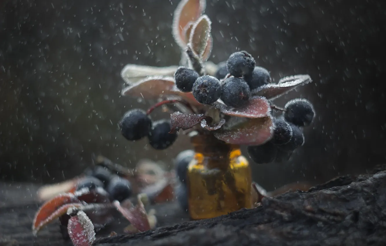 Фото обои листья, макро, снег, ягоды, веточки, баночка, изморозь