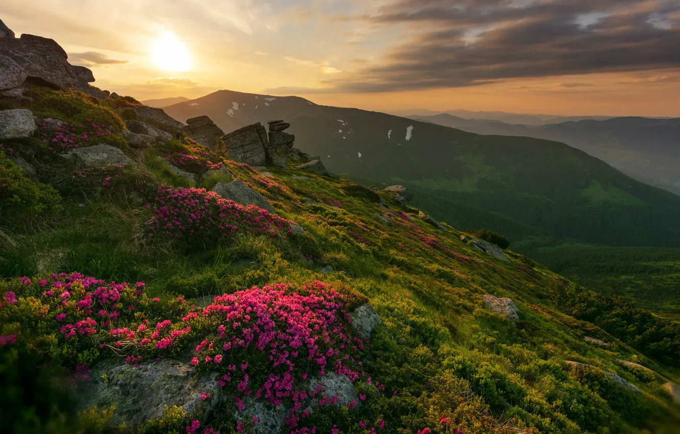 Фото обои небо, закат, цветы, горы, Mike Remeniuk