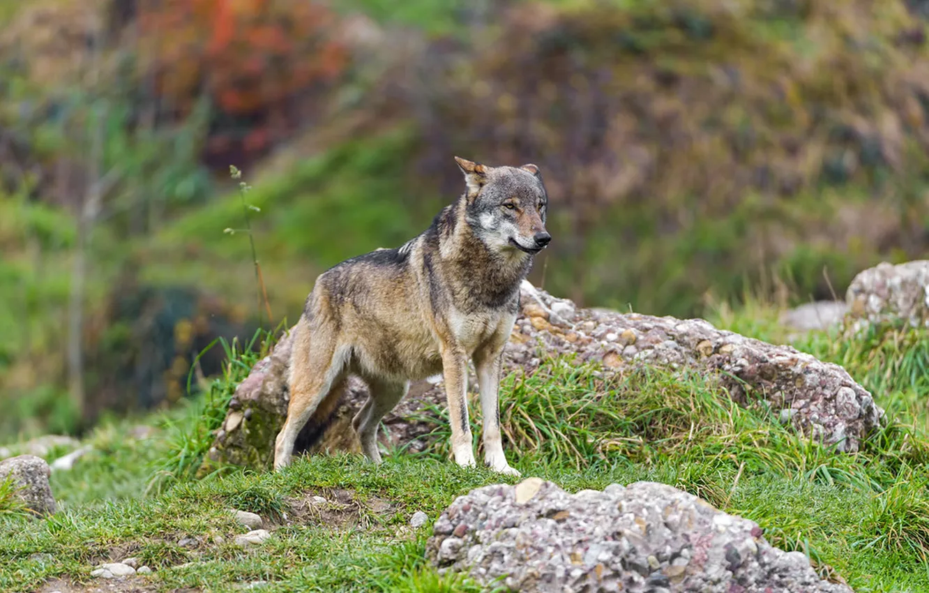 Фото обои nature, face, animal, wolf, wildlife, head, fur, mammal