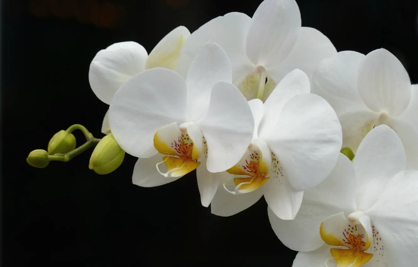 Фото обои белый, ветка, орхидея