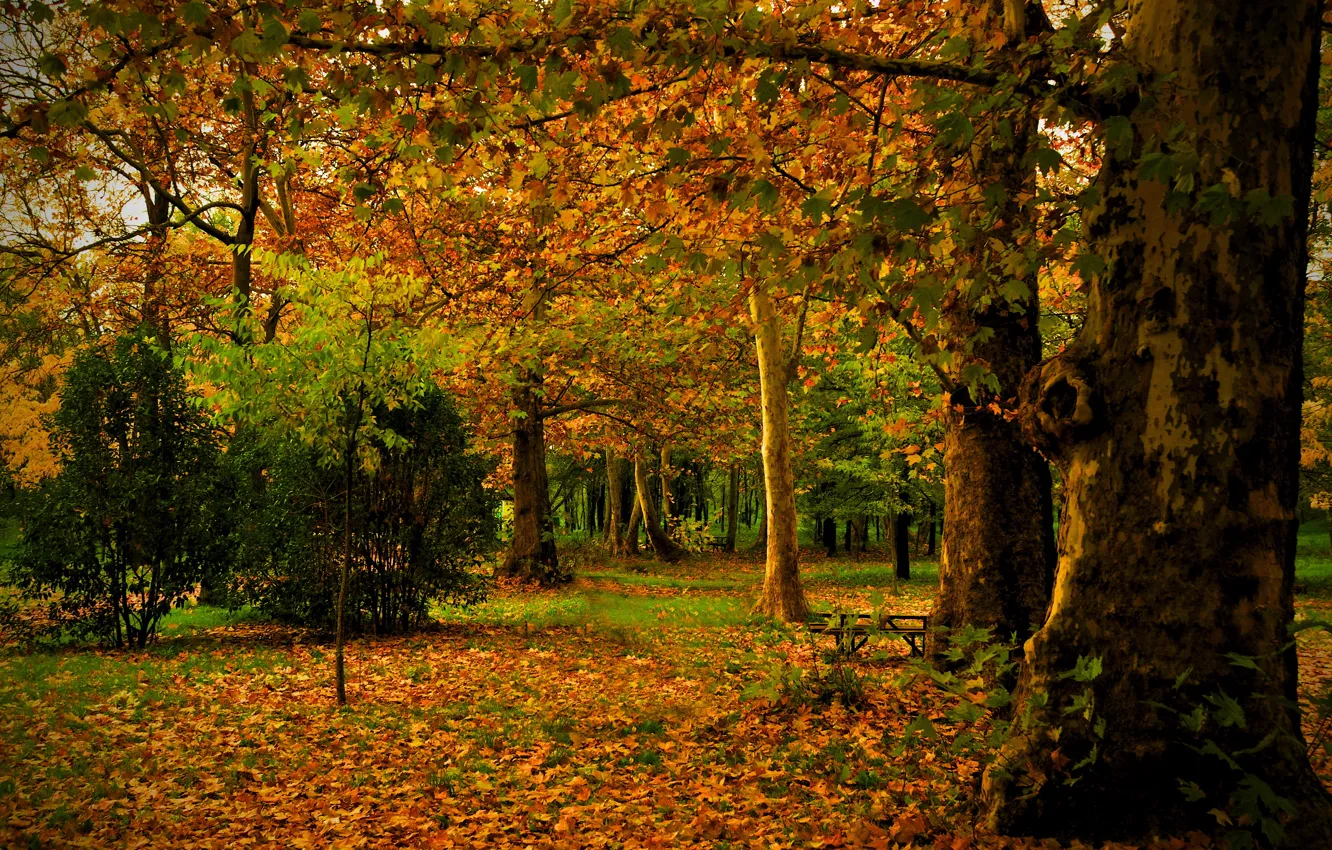 Фото обои осень, листья, деревья, природа, парк, фото, ствол, Испания