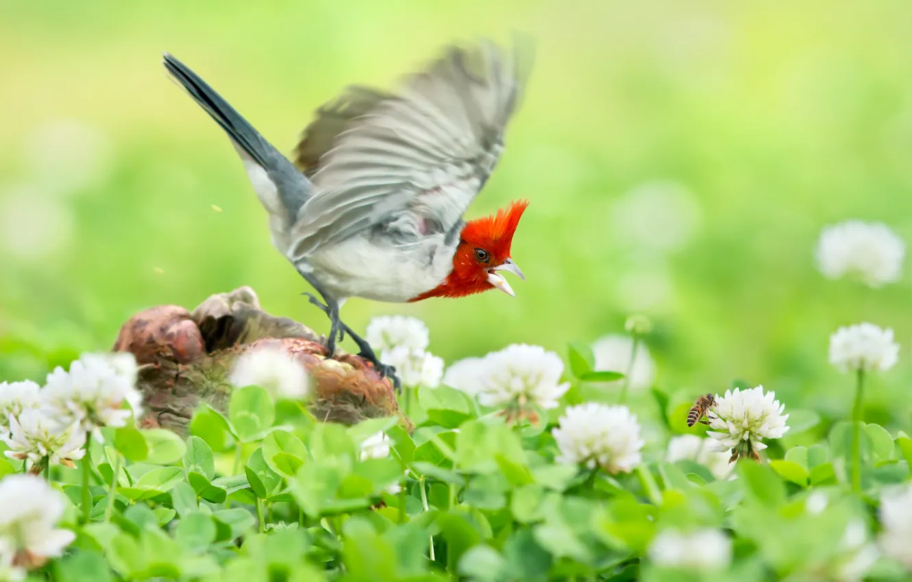 Фото обои полет, цветы, птица, гнездо, клевер, Краснохохлая кардиналовая овсянка