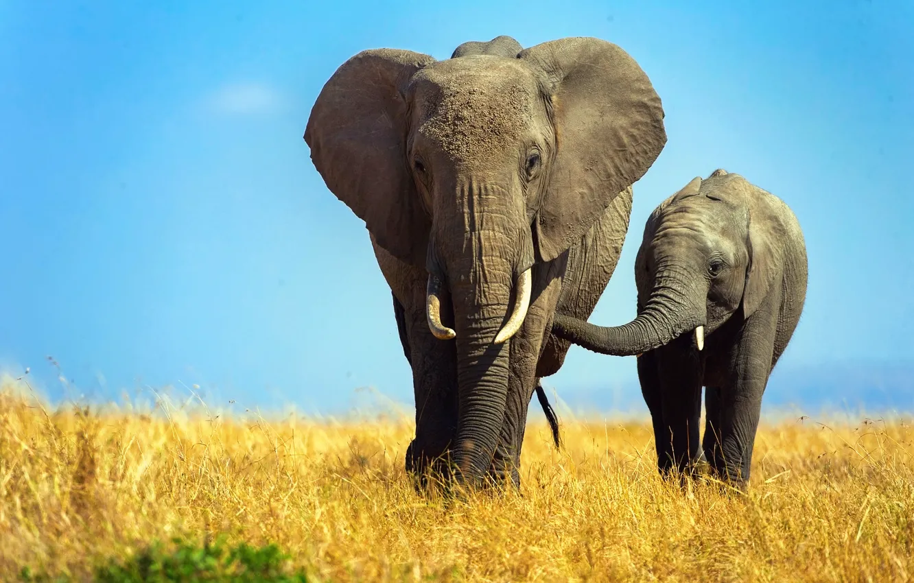 Фото обои слон, африка, слоны, слониха, слоненок