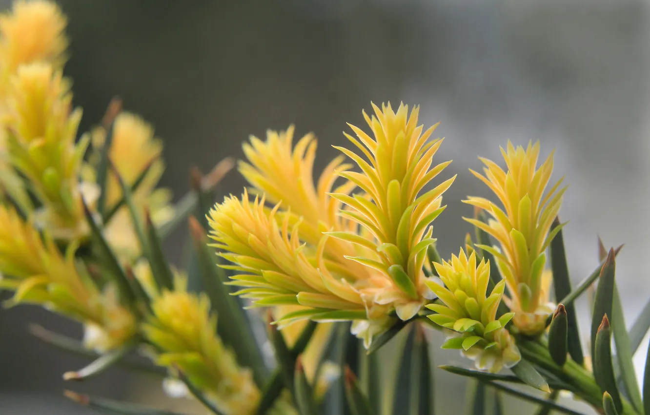 Фото обои green, pine, twig