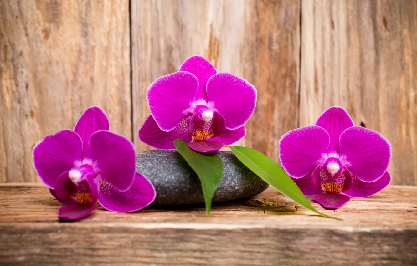 Фото обои wood, орхидея, flowers, orchid, purple