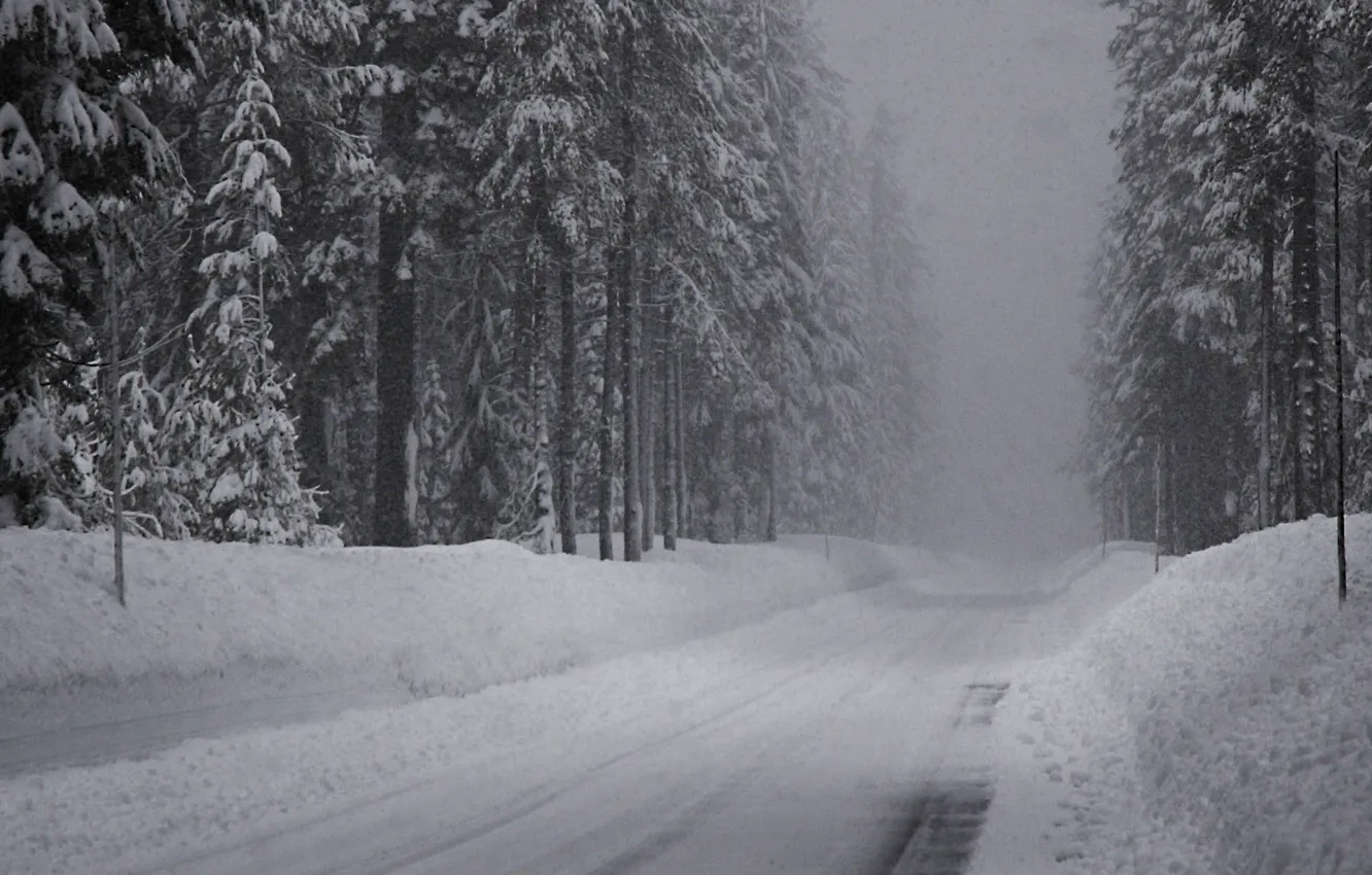 Фото обои дорога, снег, Зима, ельник