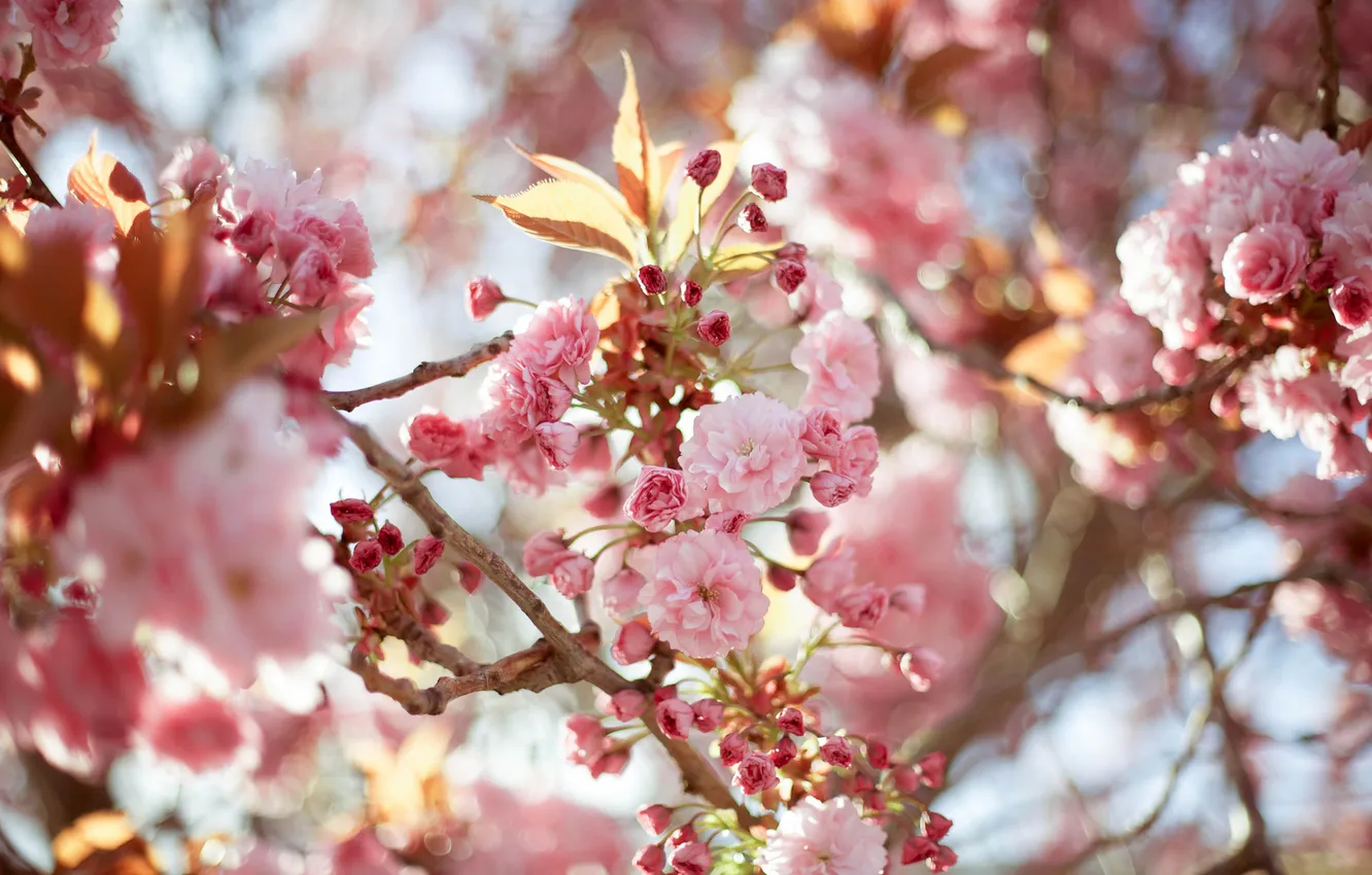 Фото обои макро, цветы, природа, дерево, ветка, сакура, розовые, цветение