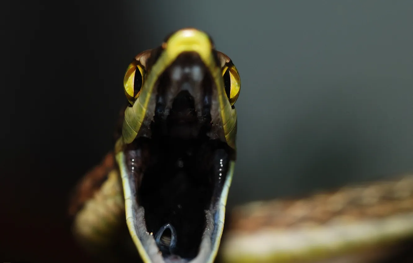 Фото обои крупный план, змея, пасть, National Geographics