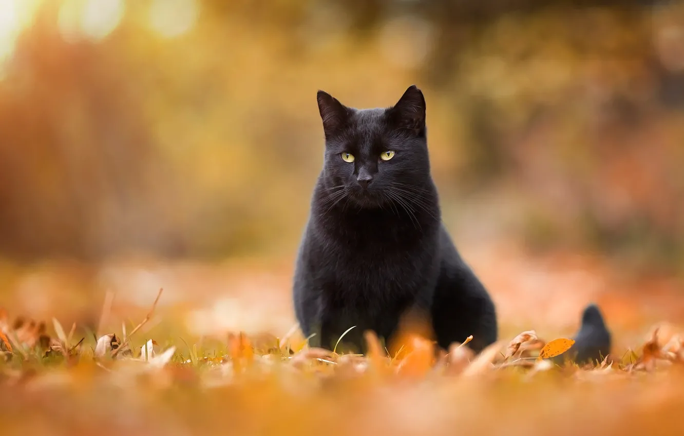 Фото обои осень, кошка, кот, взгляд, листья, оранжевый, природа, поза