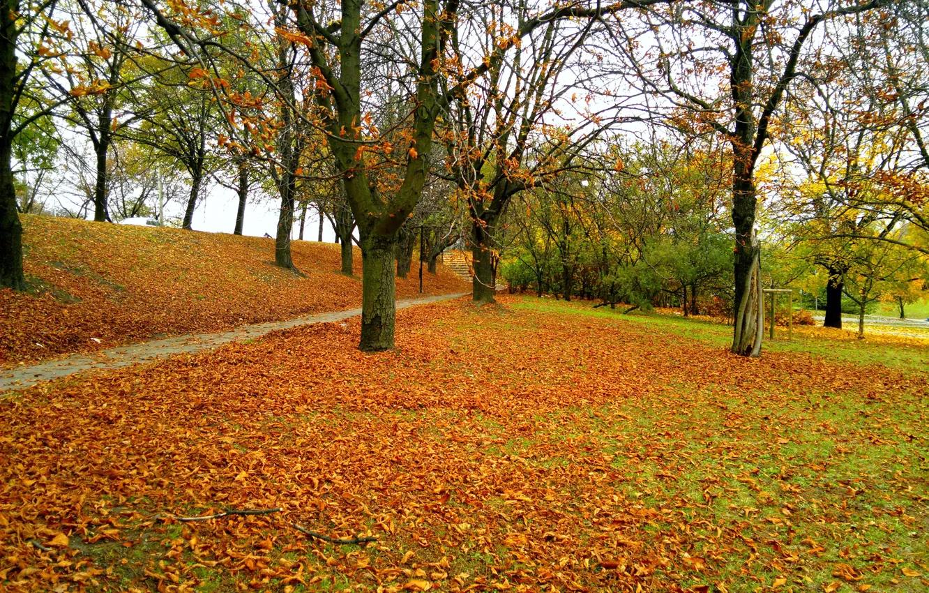 Фото обои Осень, Тропа, Парк, Fall, Листва, Park, Autumn, Colors