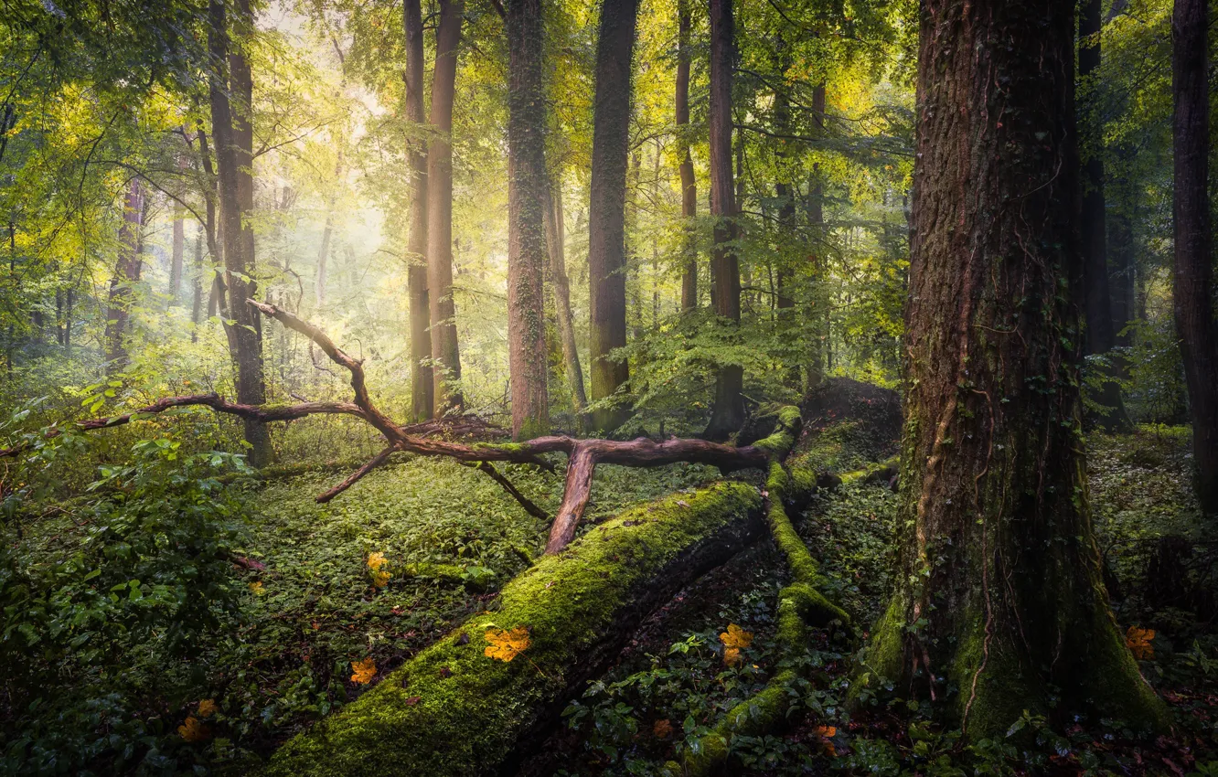 Фото обои лес, свет, ветки, природа, мох, после дождя