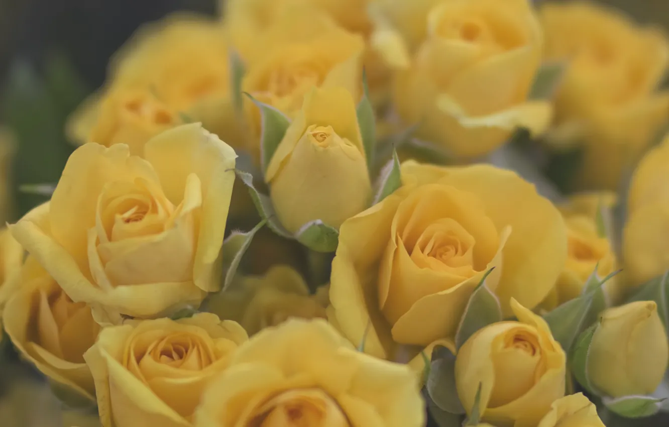 Фото обои розы, желтые, бутоны