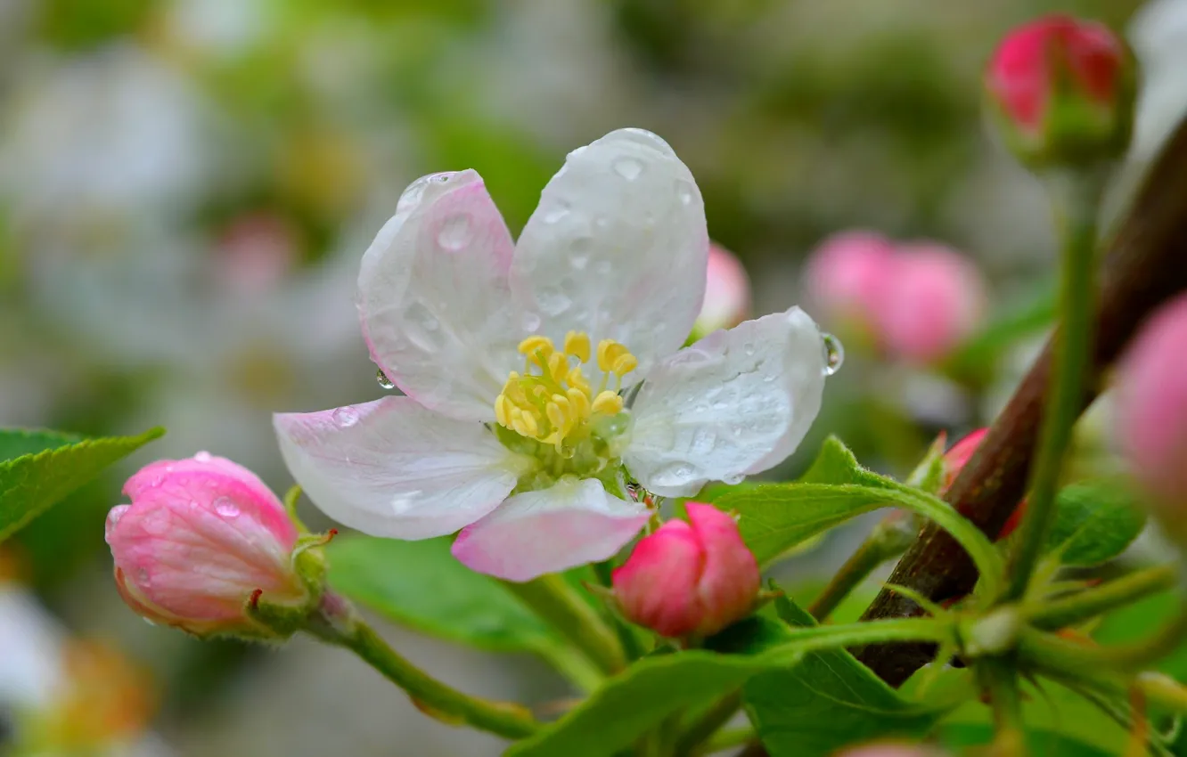 Фото обои Весна, Flower, Spring, Rain drops, Цветочек, Капли дождя