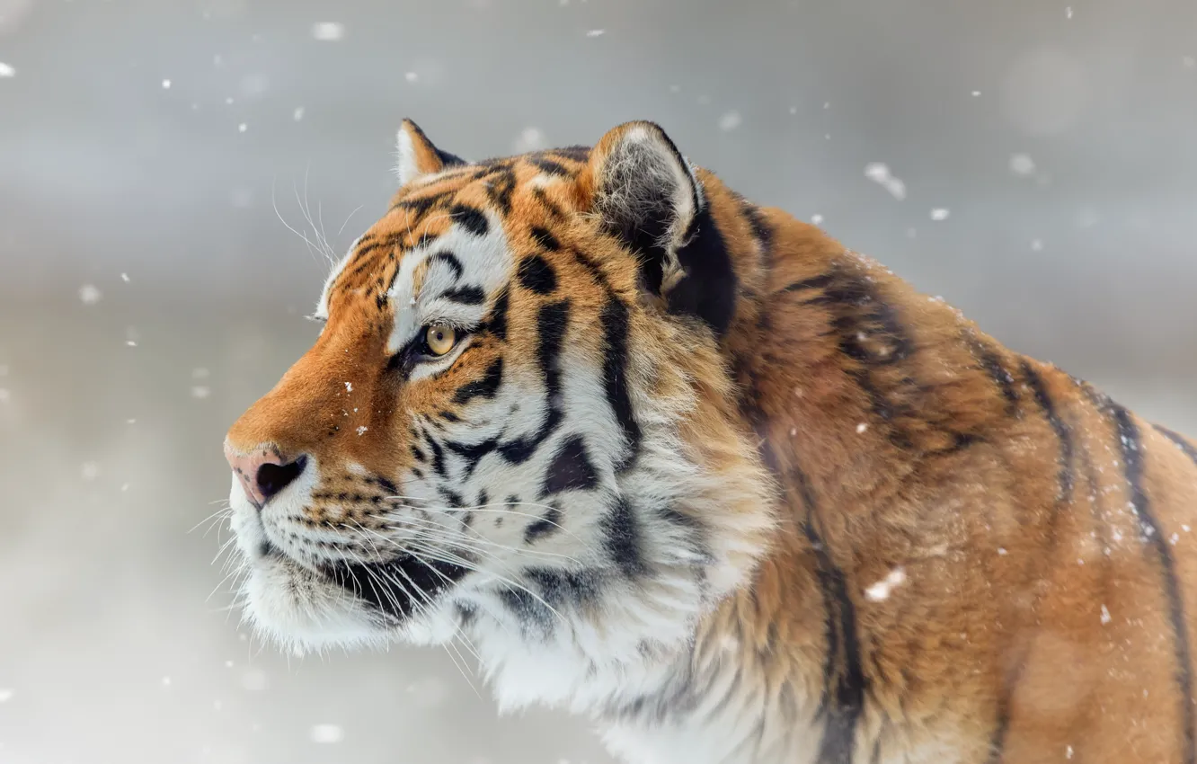 Фото обои морда, снег, тигр, портрет, профиль, дикая кошка