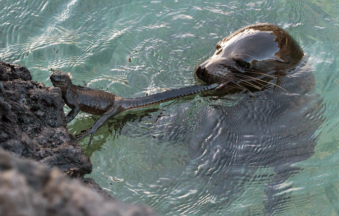 Фото обои взгляд, вода, камни, тюлень, хищник, ящерица, купание, хвост