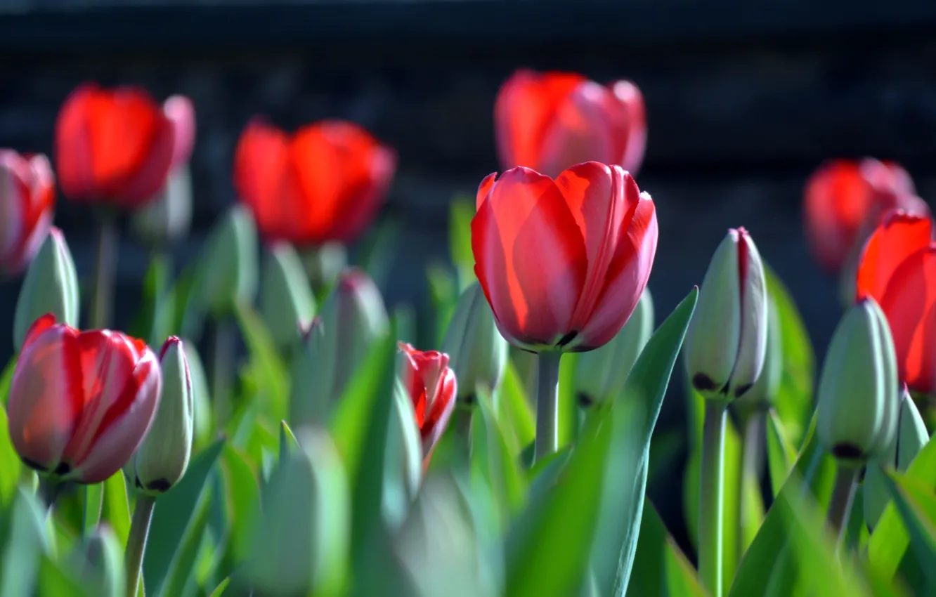 Фото обои весна, тюльпаны, бутоны