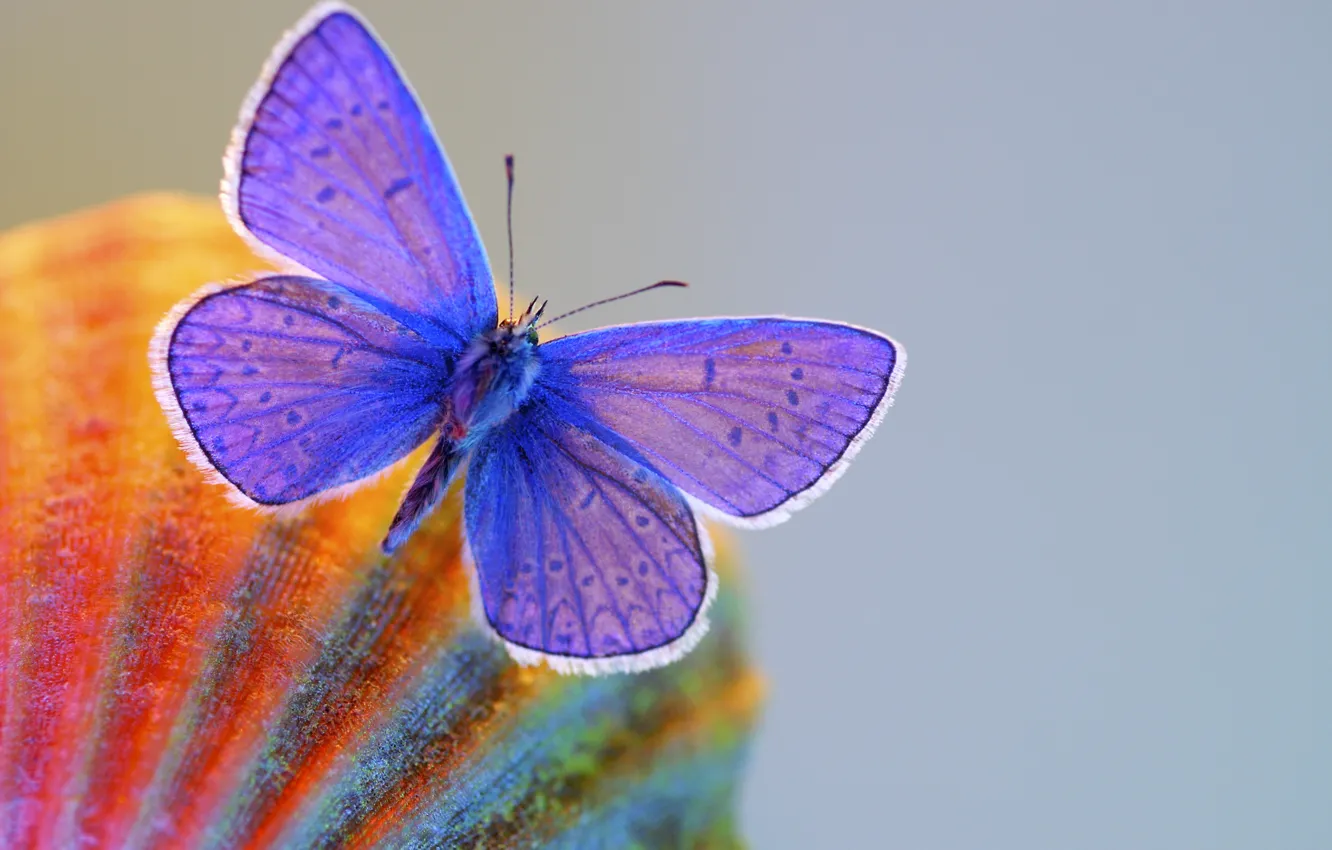 Фото обои макро, бабочка, крылья, серый фон