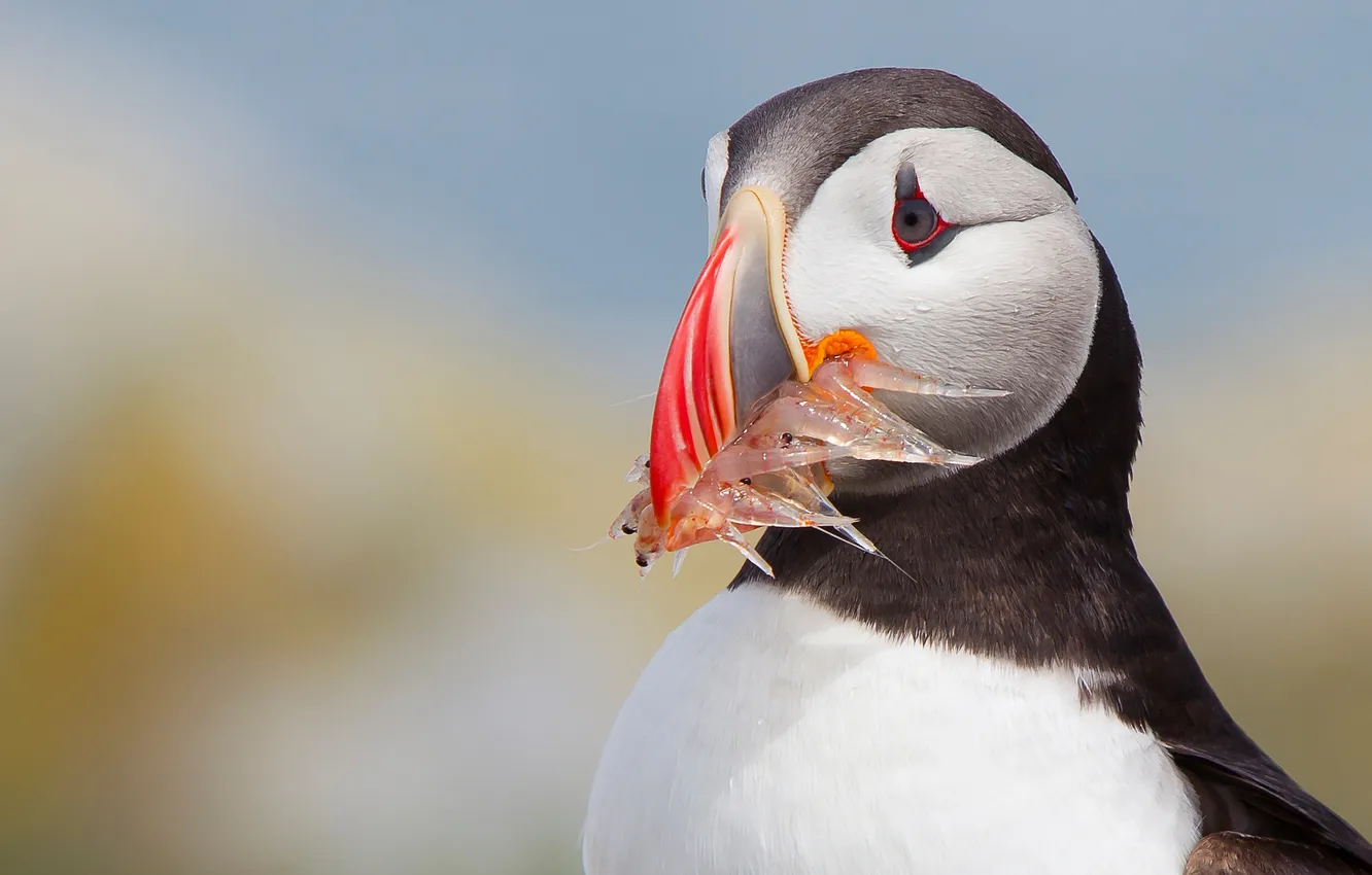 Фото обои фон, птица, рыба, Атлантический тупик, Fratercula arctica, Puffin, улов