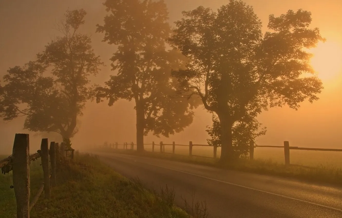 Фото обои дорога, поле, деревья, туман