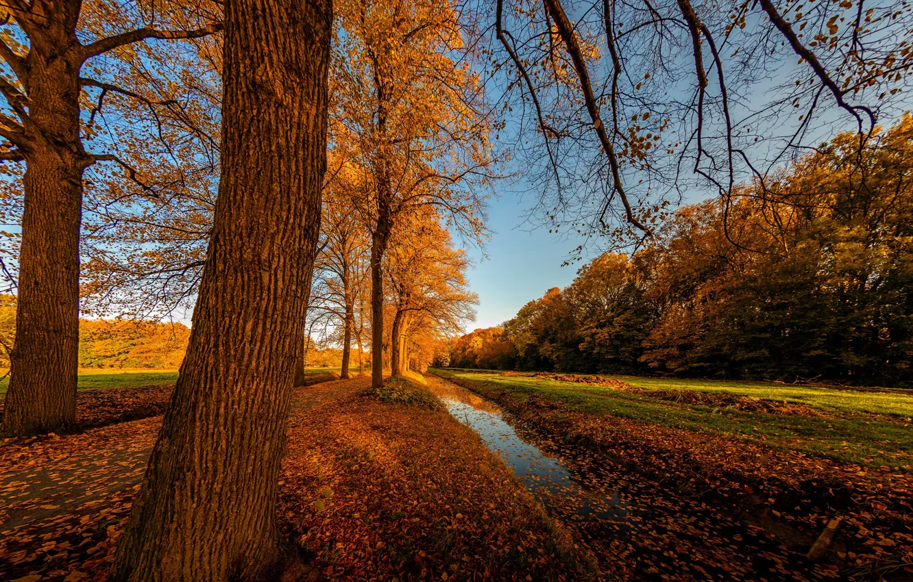 Фото обои дорога, осень, лес, листья, вода, деревья, пейзаж, ветки