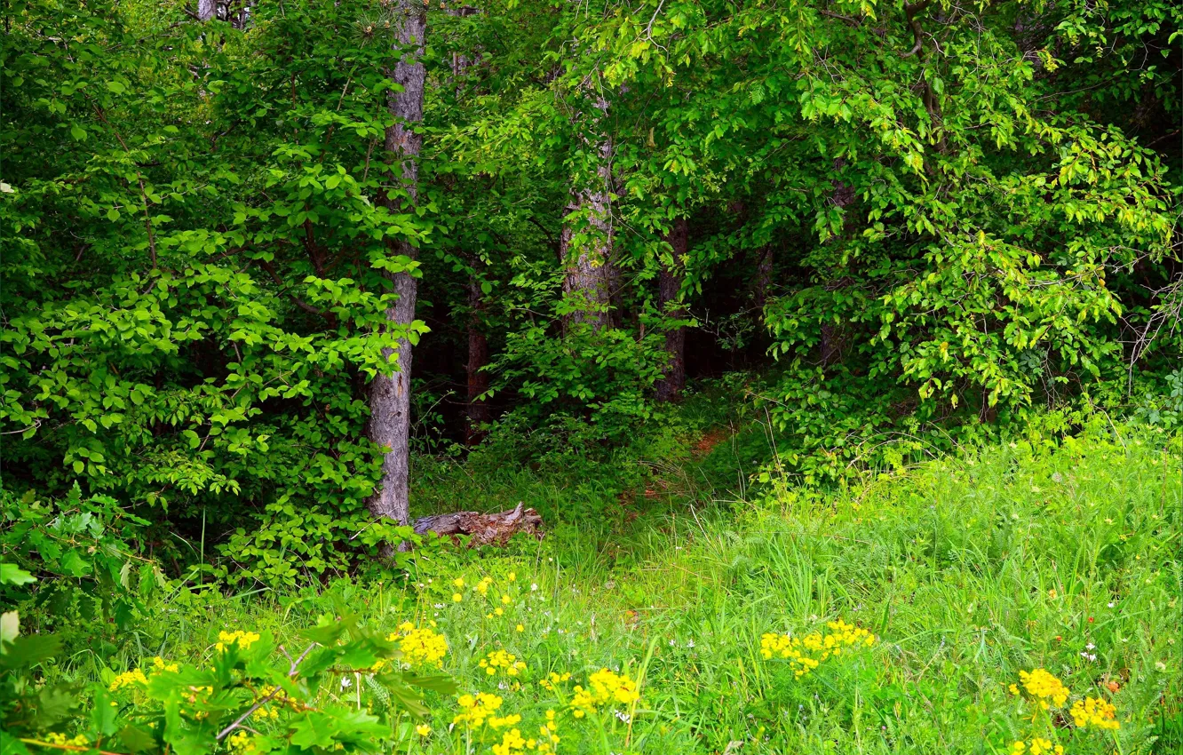 Фото обои Зелень, Трава, Весна, Лес, Grass, Green, Spring, Forest