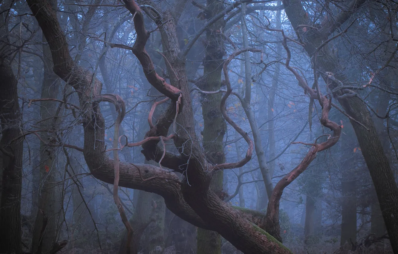 Фото обои лес, деревья, природа, туман, Великобритания, United Kingdom, Toby Cunningham