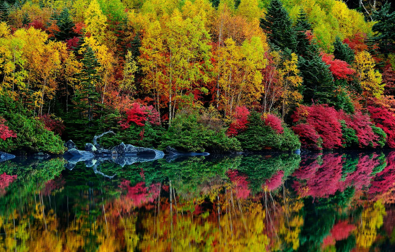 Фото обои осень, лес, листья, деревья, река, кусты, багрянец