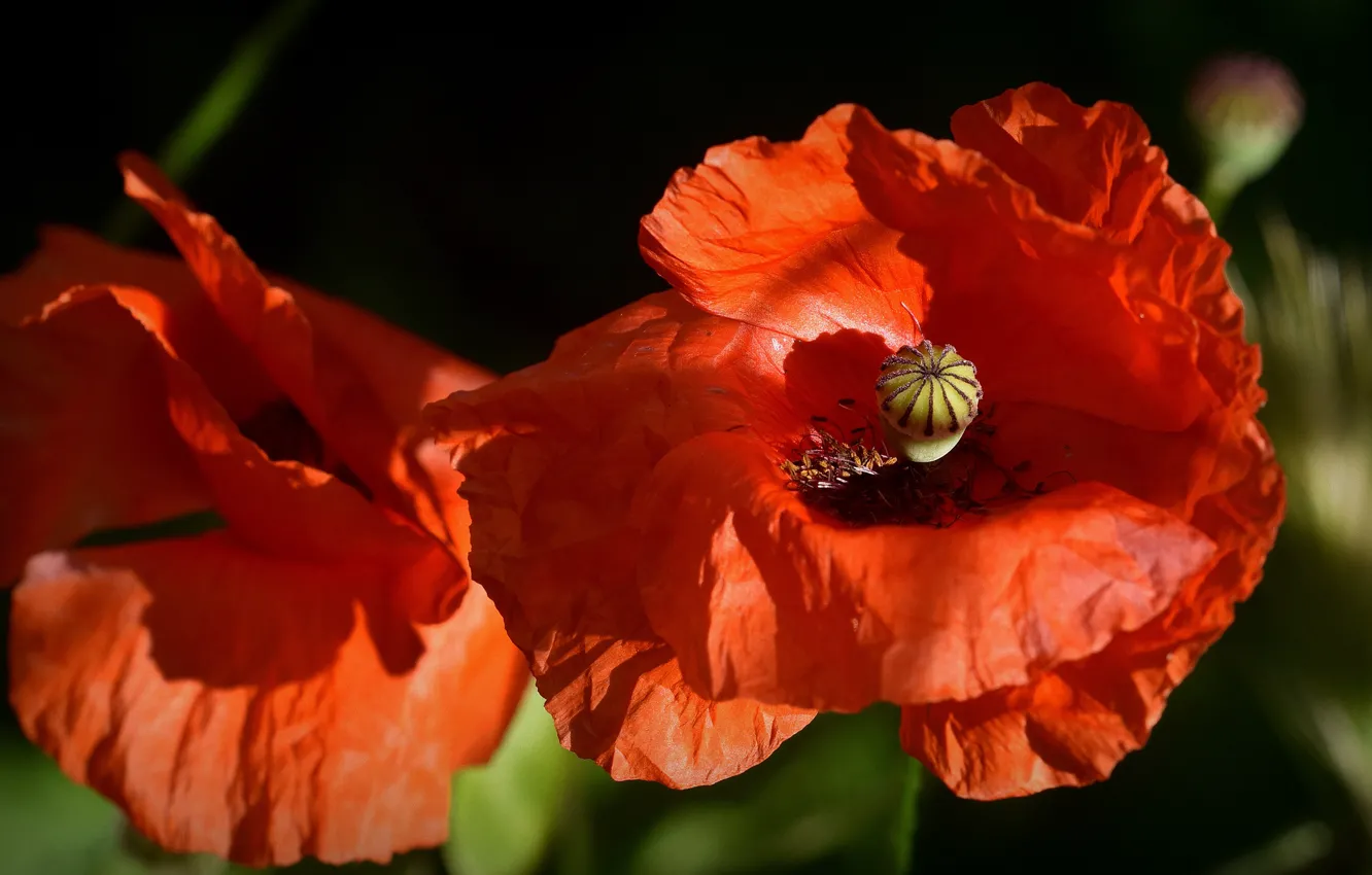 Фото обои макро, свет, цветы, красный, темный фон, мак, маки, лепестки