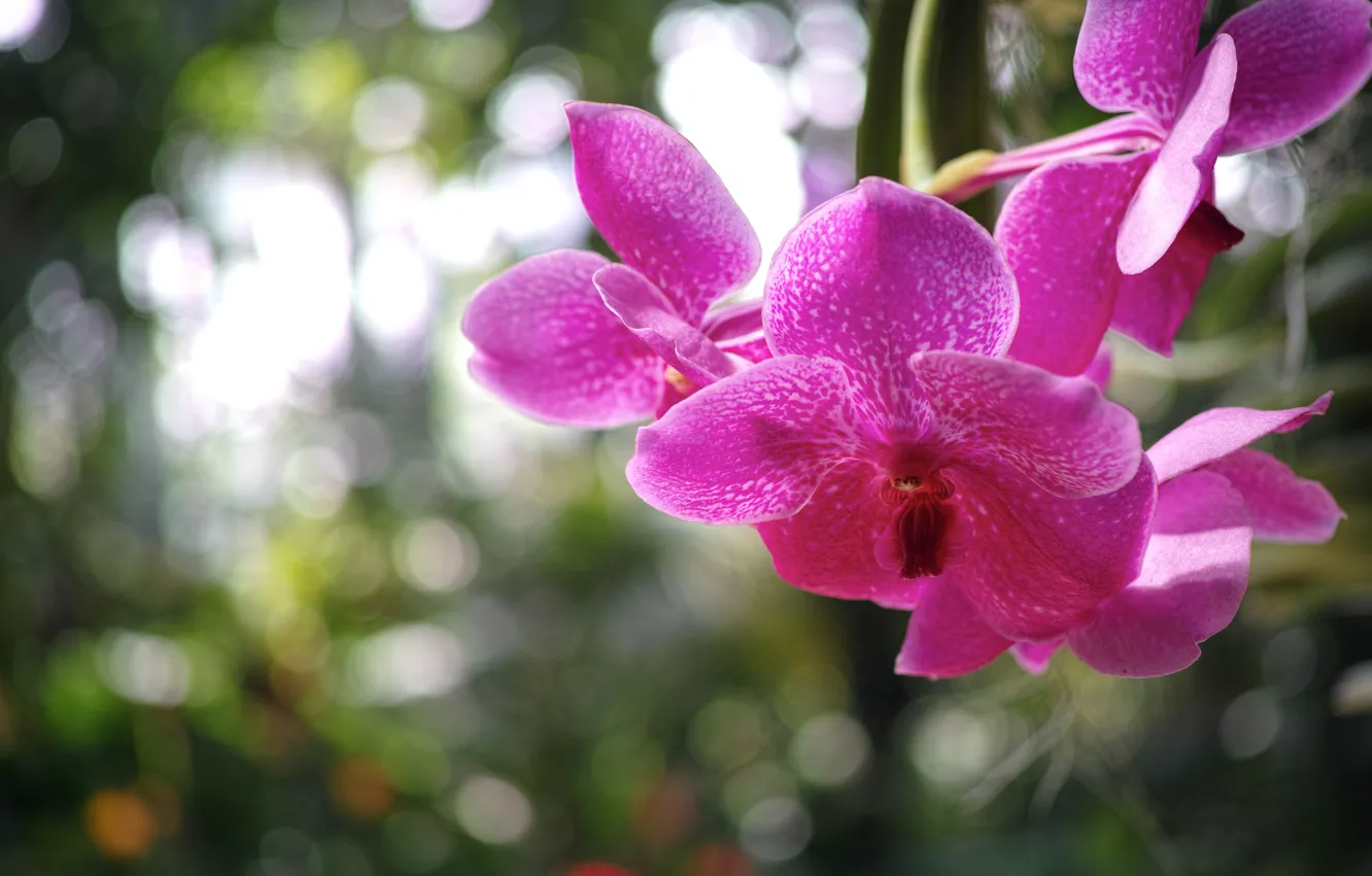 Фото обои макро, цветы, блики, лепестки, размытость, Орхидея, малиновые