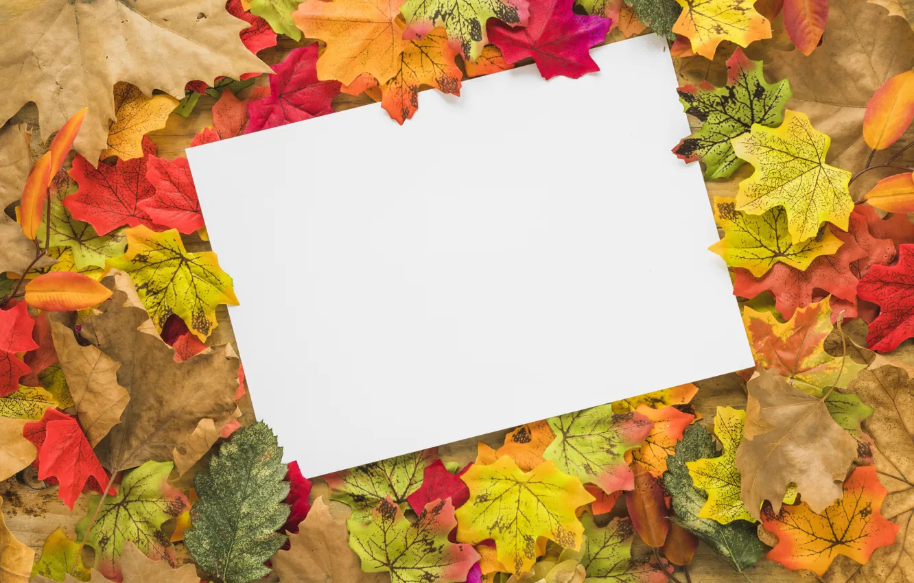 Фото обои осень, листья, фон, colorful, клен, wood, background, autumn