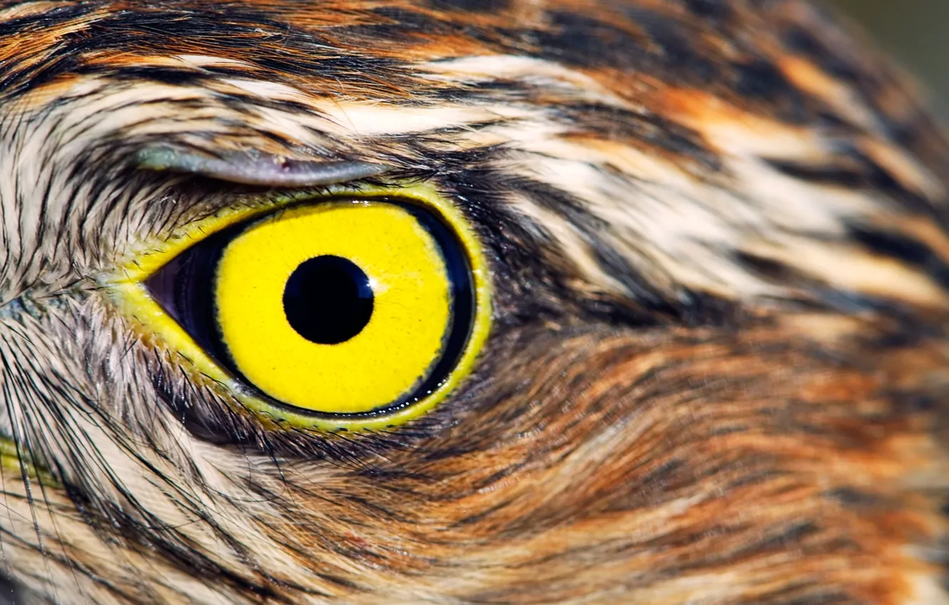 Фото обои yellow, feathers, Owl, eye