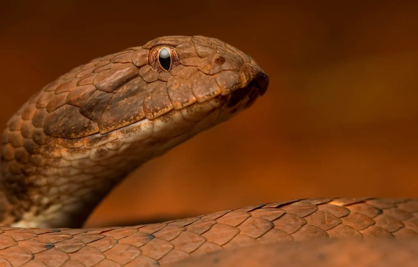 Фото обои природа, змея, Pilbara death adder, Acanthophis wellsi