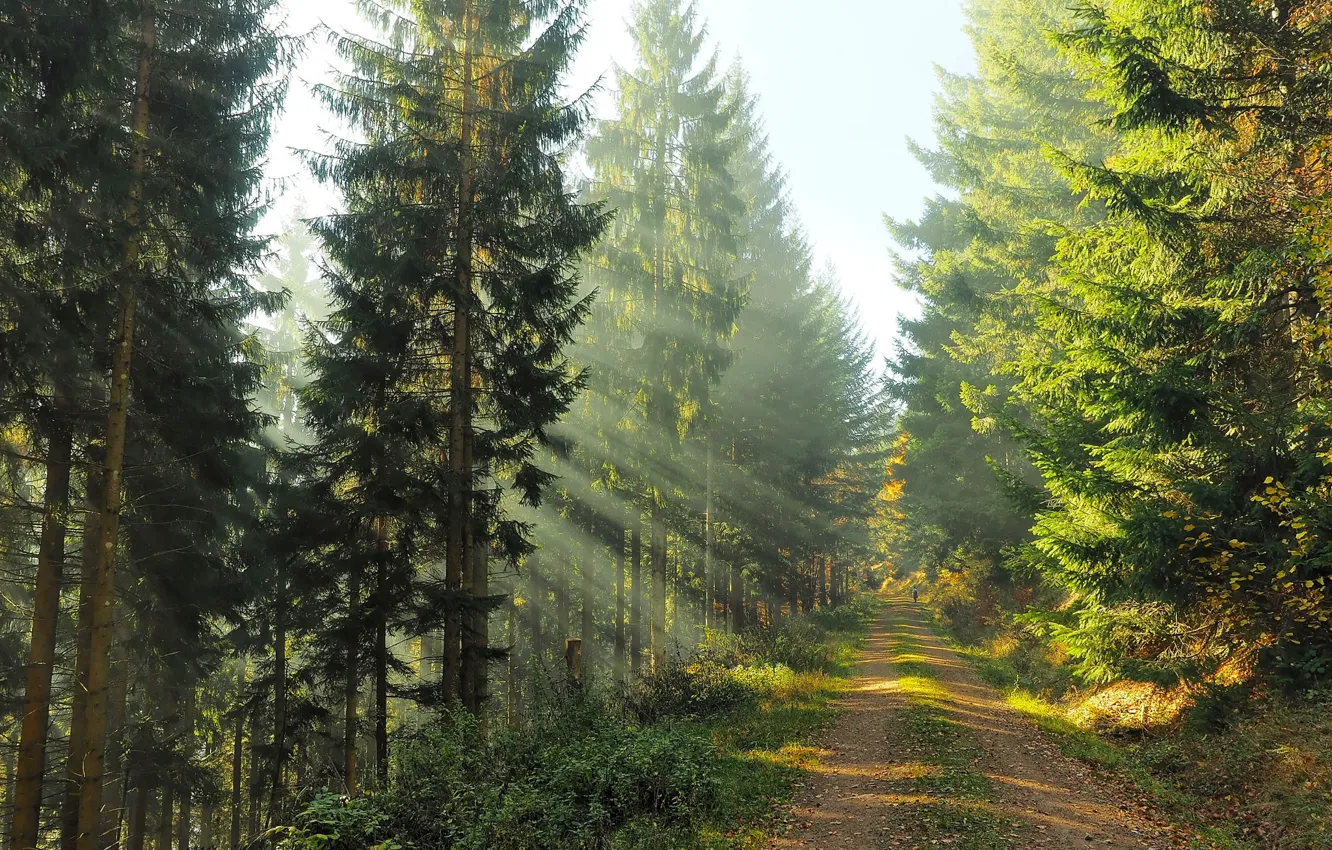Фото обои дорога, осень, лес, свет, природа, человек, утро