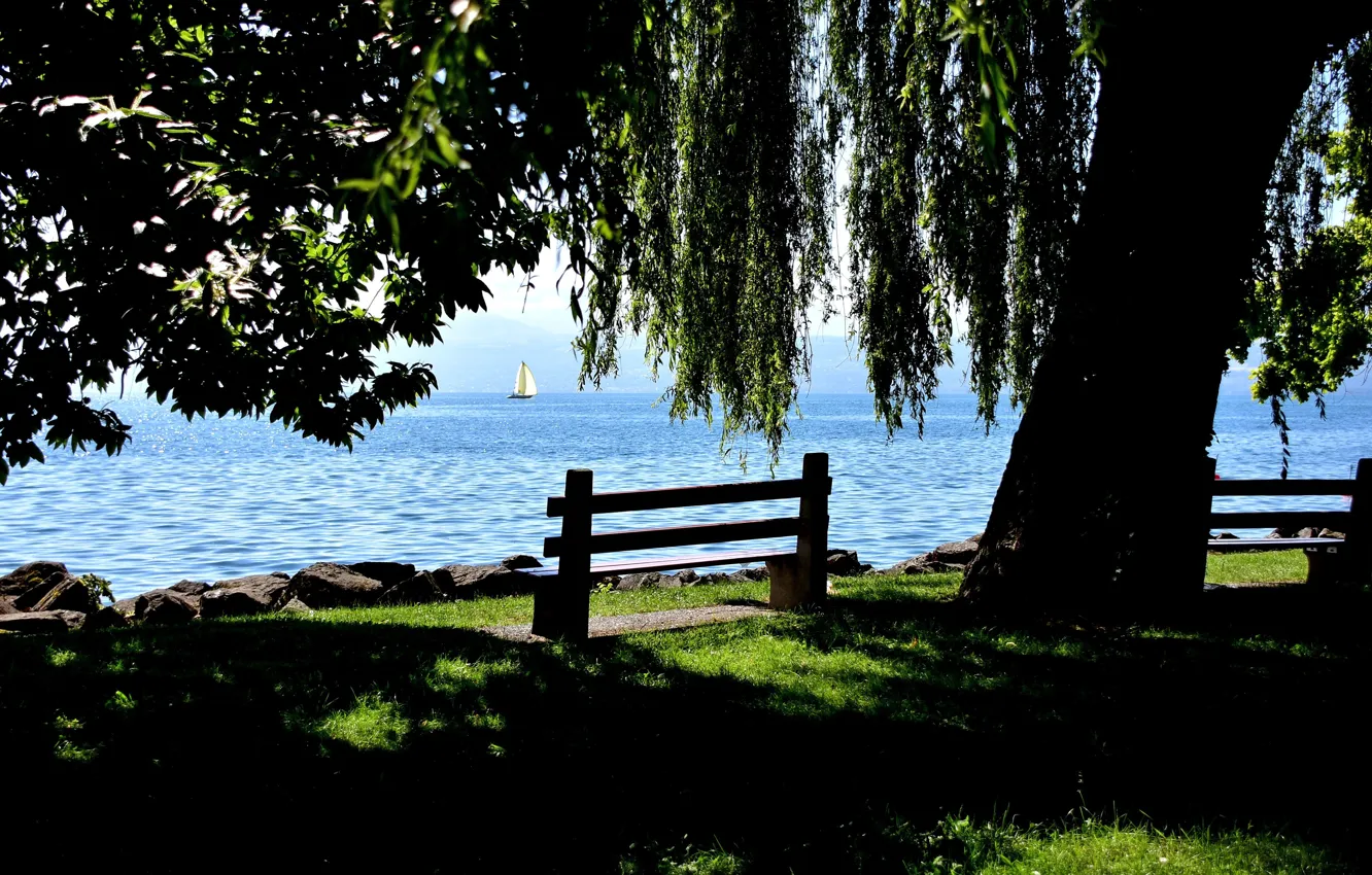 Фото обои озеро, дерево, Швейцария, скамейки, Switzerland, Canton of Vaud, Vaud