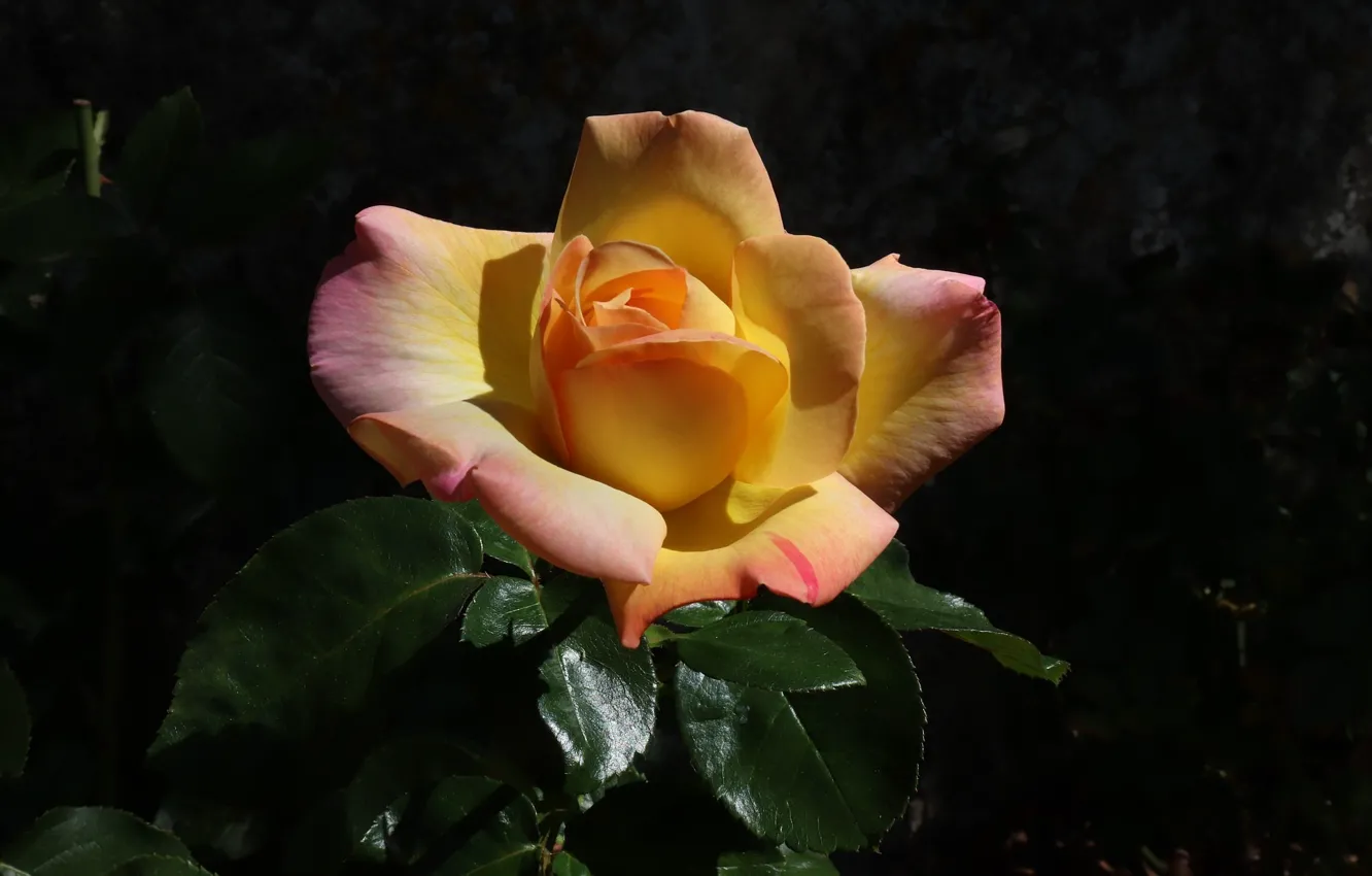 Фото обои тёмный фон, желтая роза, листья розы