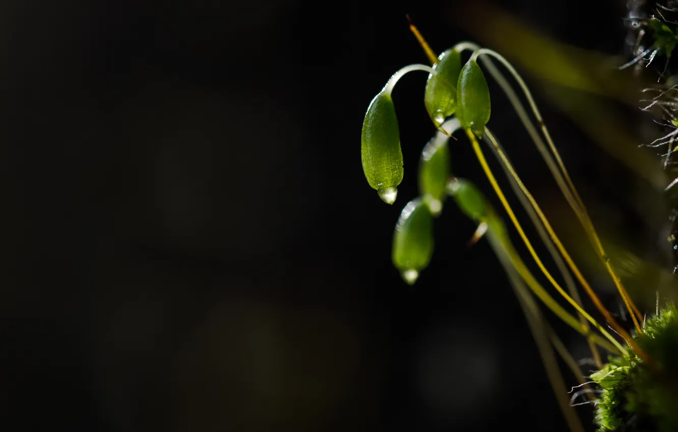 Фото обои макро, цветы, природа