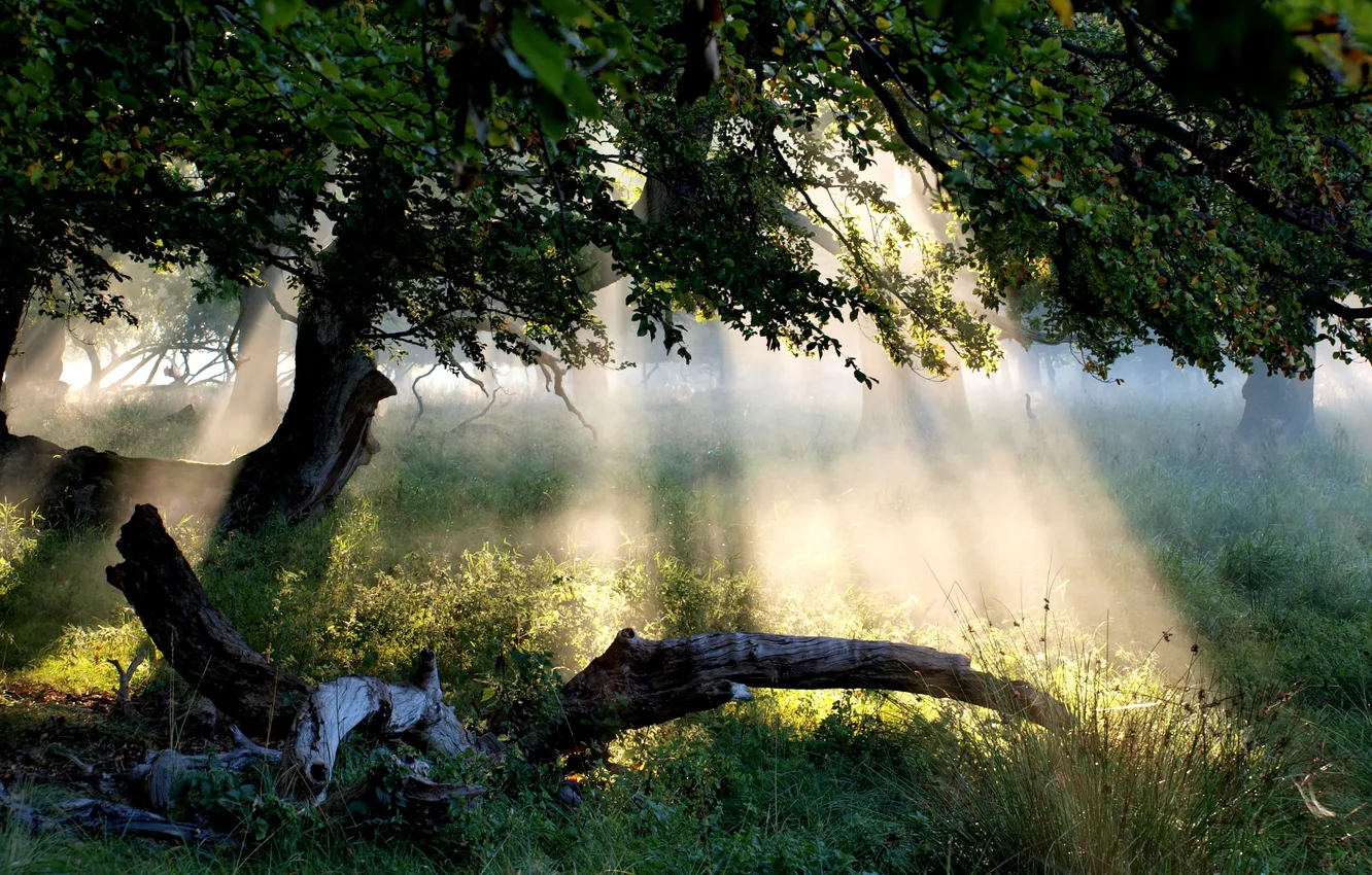 Фото обои лес, трава, листья, солнце, лучи, свет, пейзаж, дерево