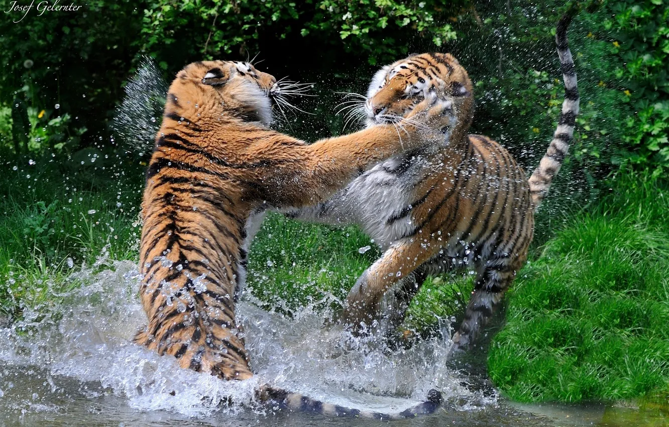 Фото обои брызги, хищники, драка, пара, дикие кошки, тигры, водоем