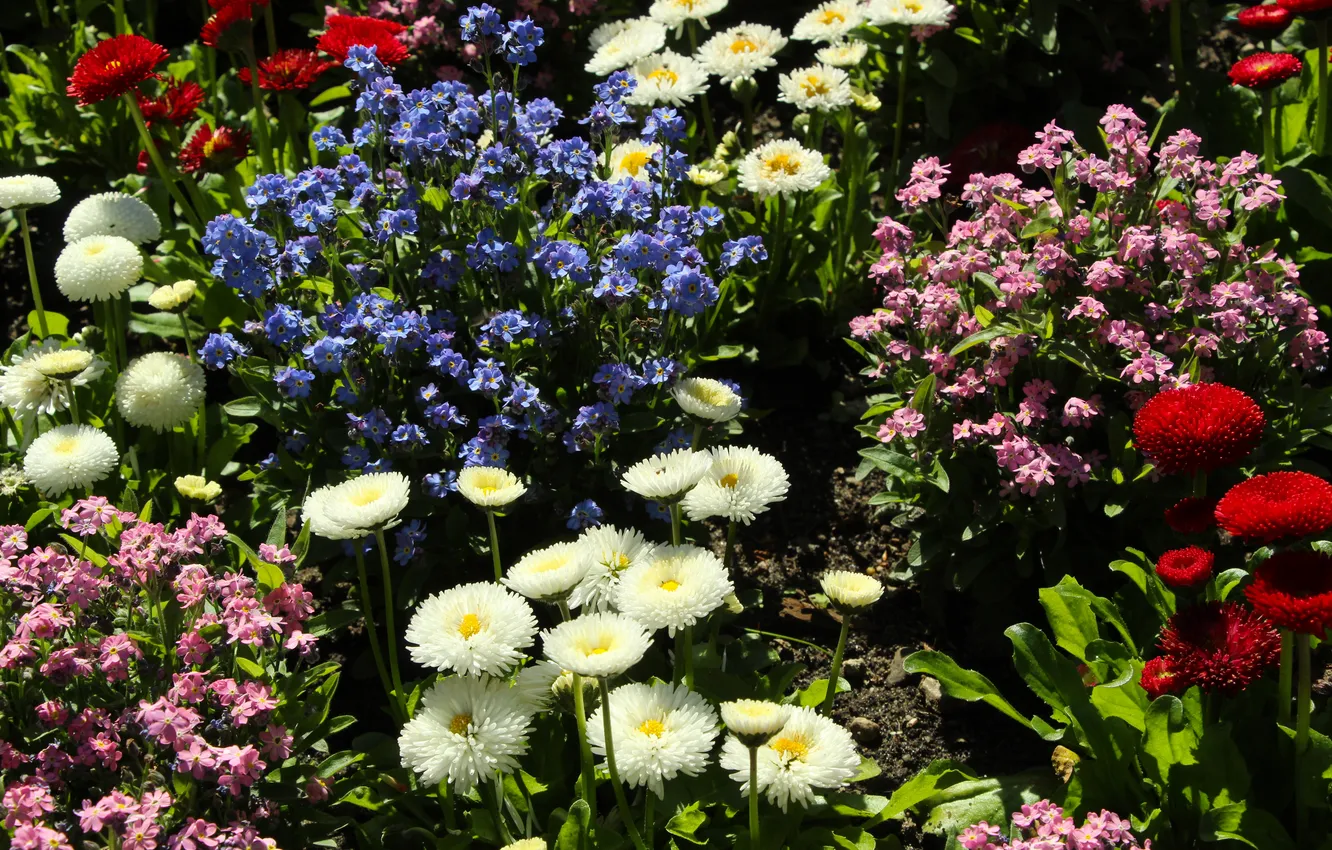 Фото обои garden, color, spring, blooming