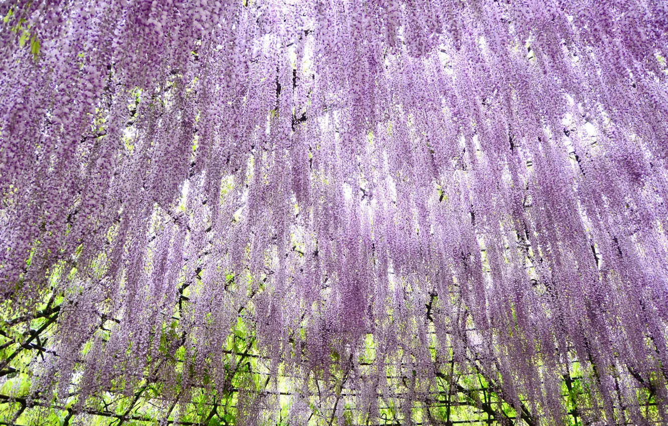 Фото обои цветы, нежность, глициния