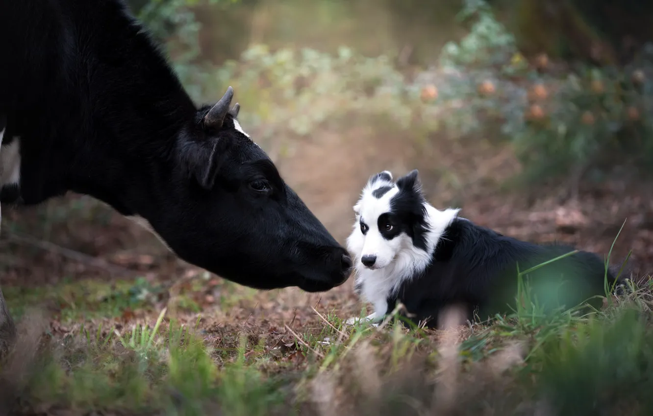 Фото обои корова, собака, друзья