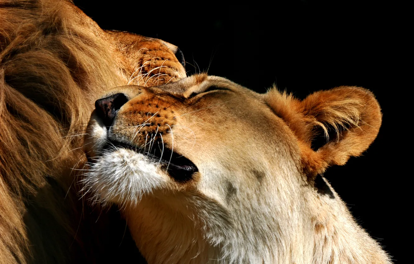 Фото обои лев, пара, львица
