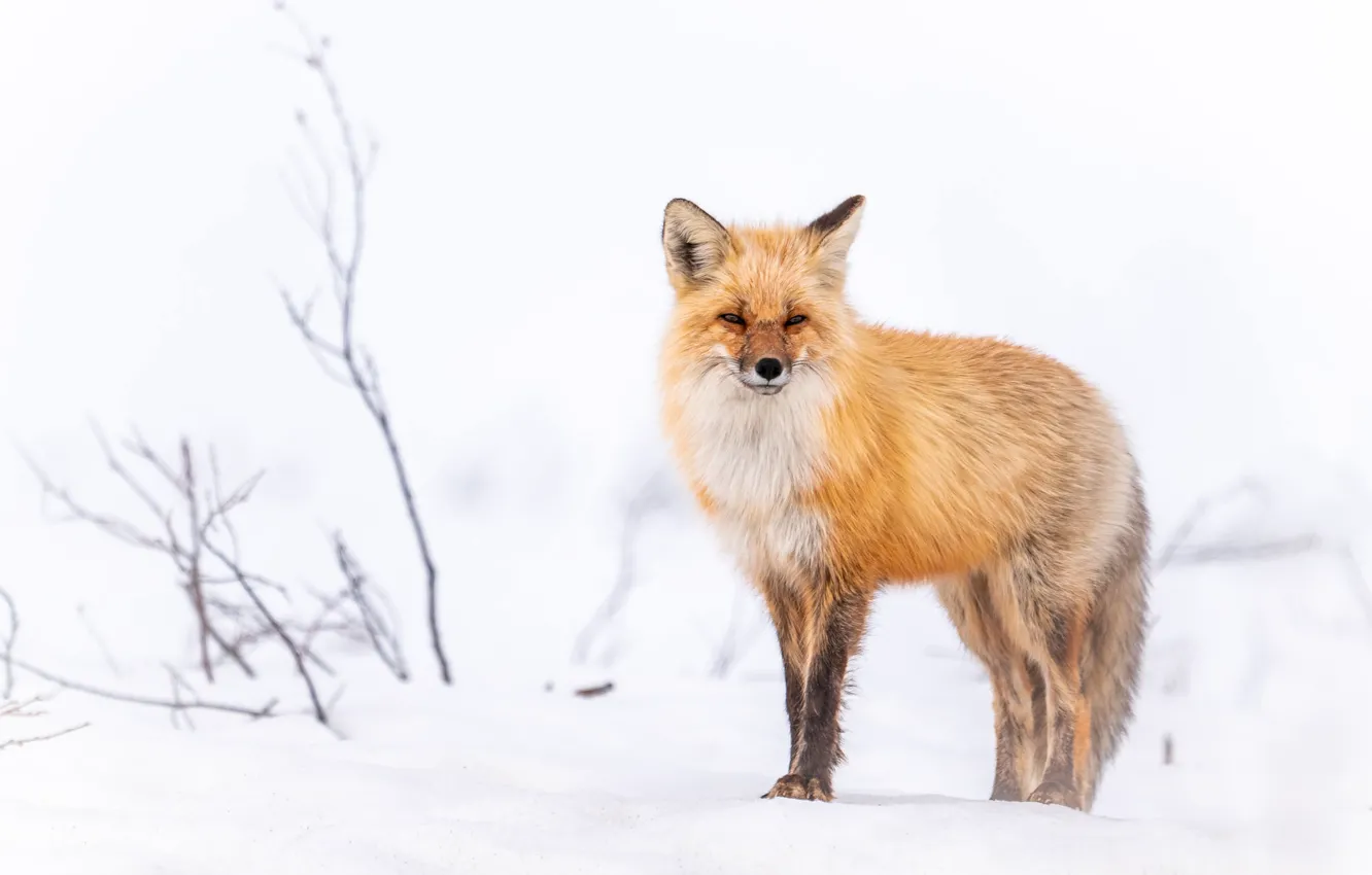 Фото обои зима, взгляд, снег, ветки, лиса, белый фон, рыжая, лисица
