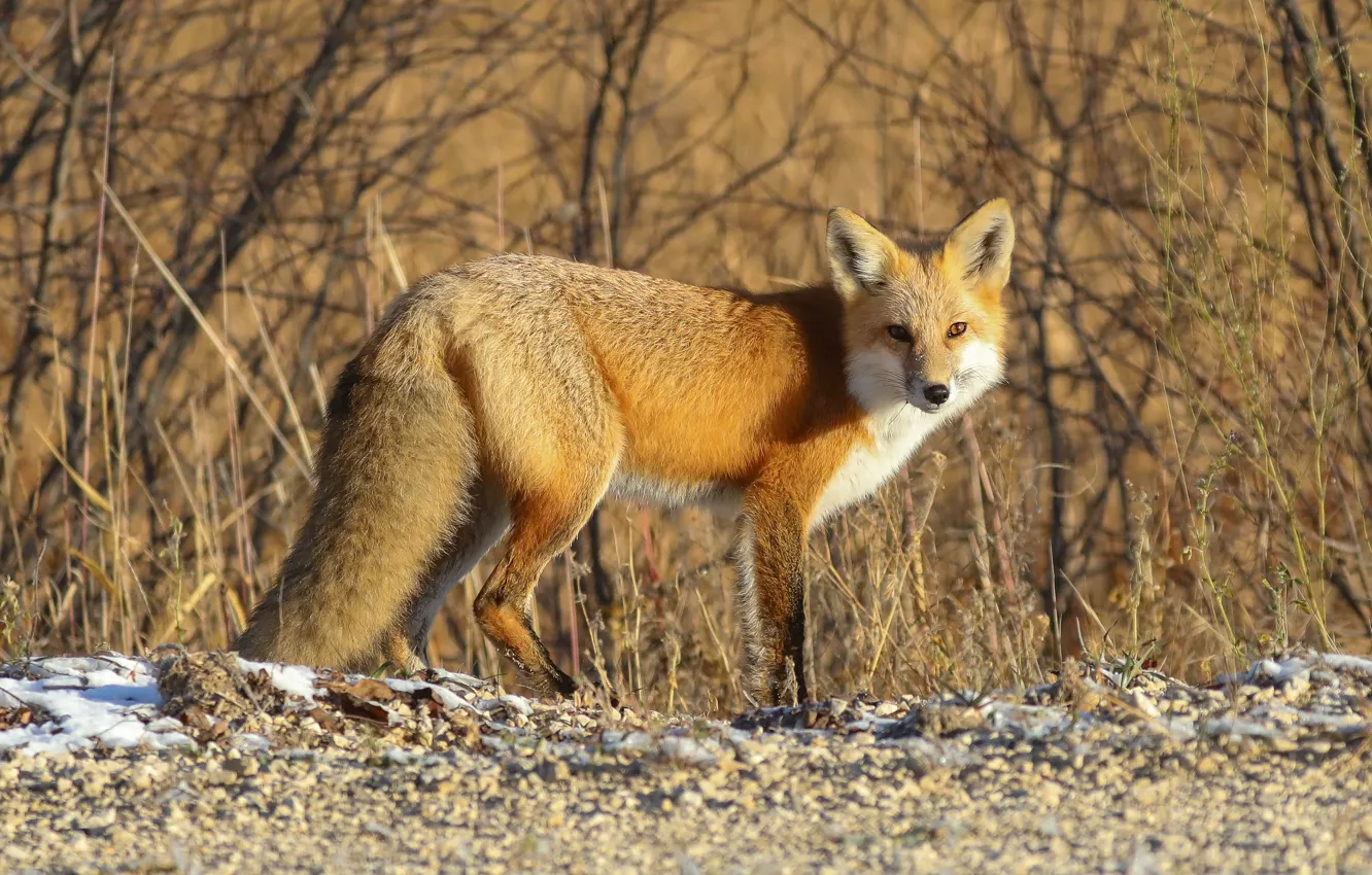 Фото обои осень, свет, ветки, природа, галька, заросли, весна, лиса
