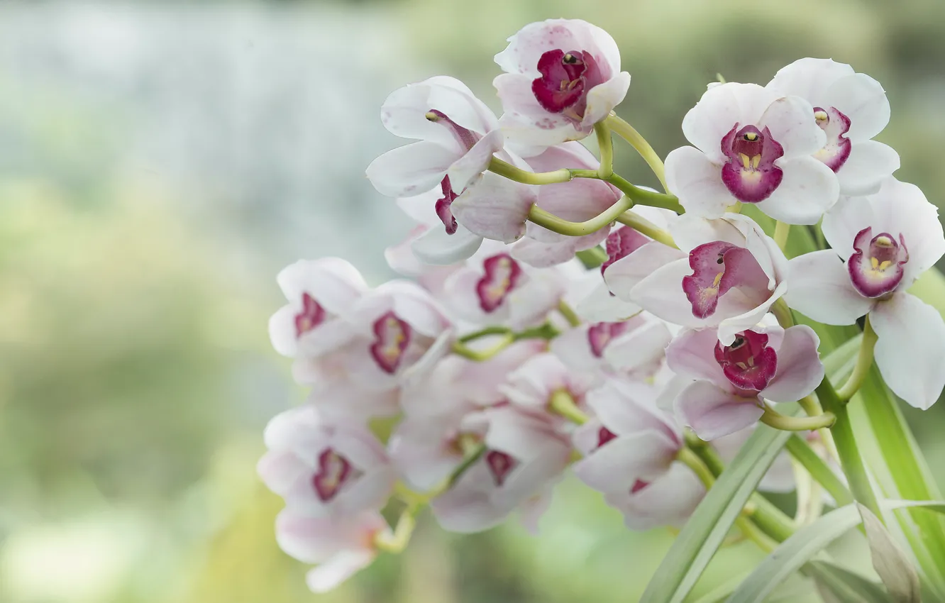 Фото обои фон, размытость, розовые, белые, орхидеи