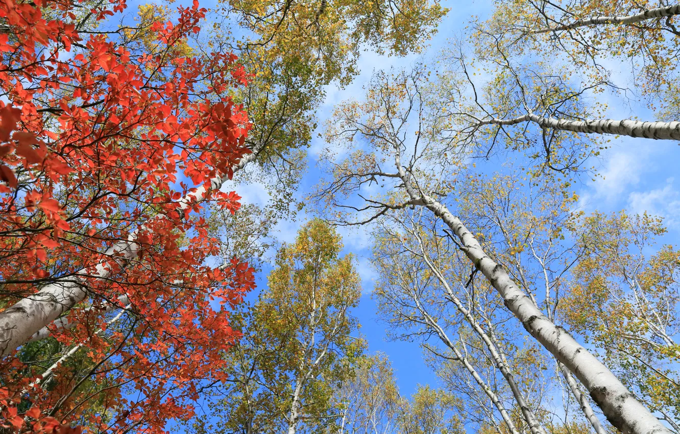 Фото обои осень, небо, листья, деревья, ствол, багрянец