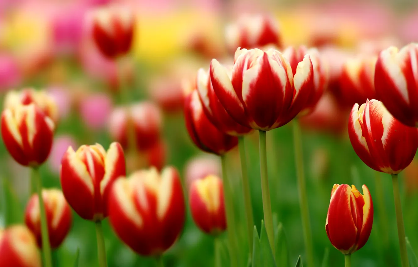 Фото обои зелень, тюльпаны, tulips