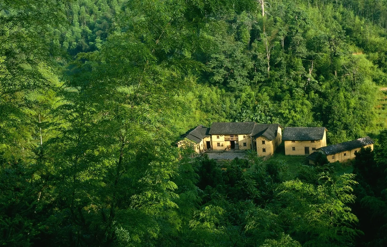 Фото обои лес, зеленый, дом