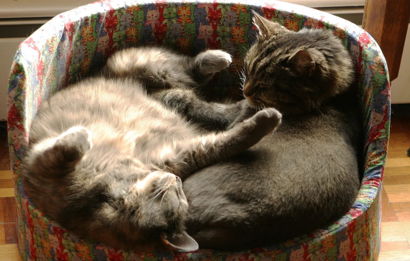 Фото обои кошка, котенок, спят