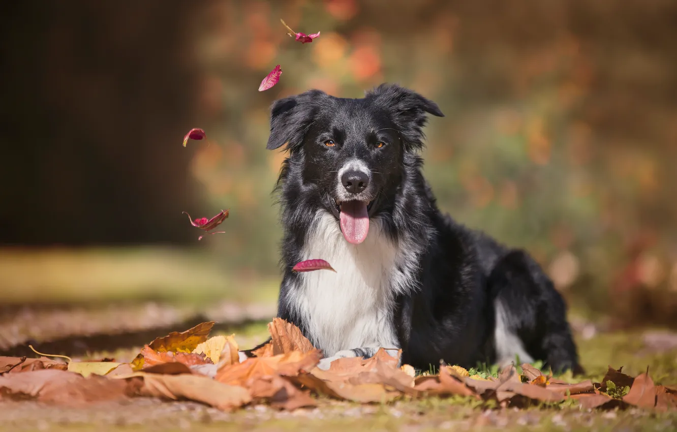 Фото обои осень, язык, взгляд, листья, собака, боке, Бордер-колли